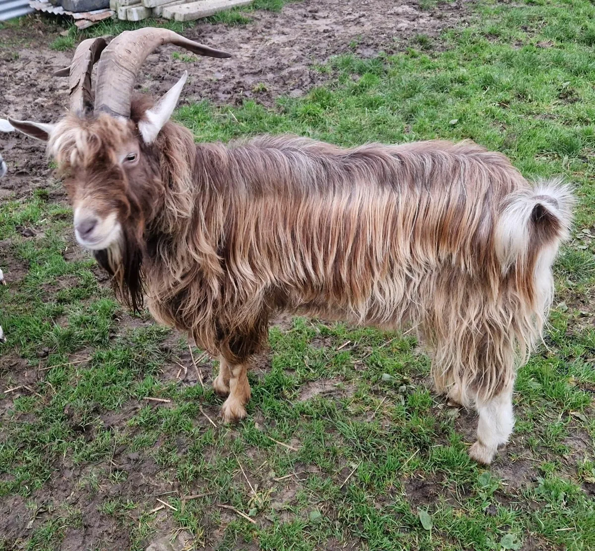 Goat for stud - Image 2