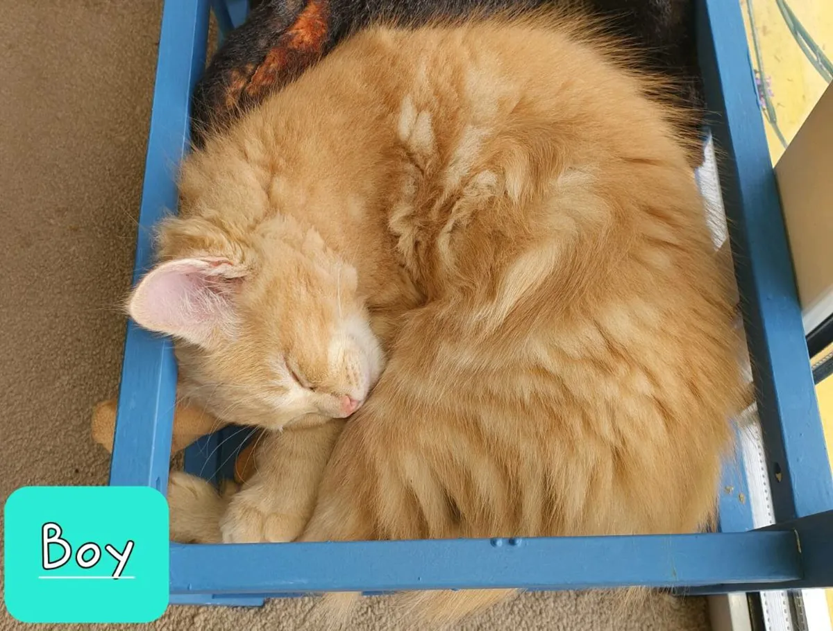 Kittens Ragdoll x Maine Coon x Ragdoll (x2) - Image 4