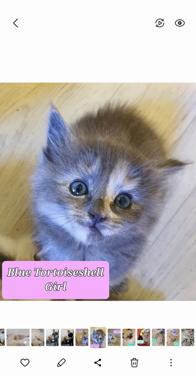 Kittens Ragdoll x Maine Coon x Ragdoll (x2) - Image 3