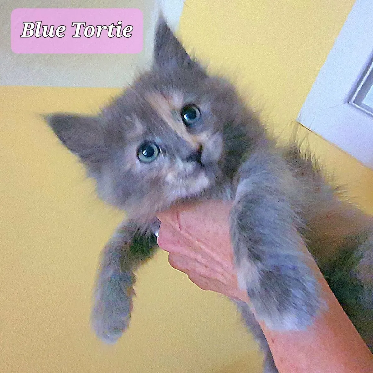 Kittens Ragdoll x Maine Coon x Ragdoll (x2) - Image 2