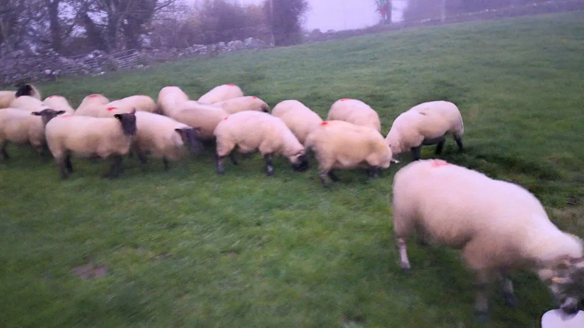 Second crop ewes for sale - Image 1