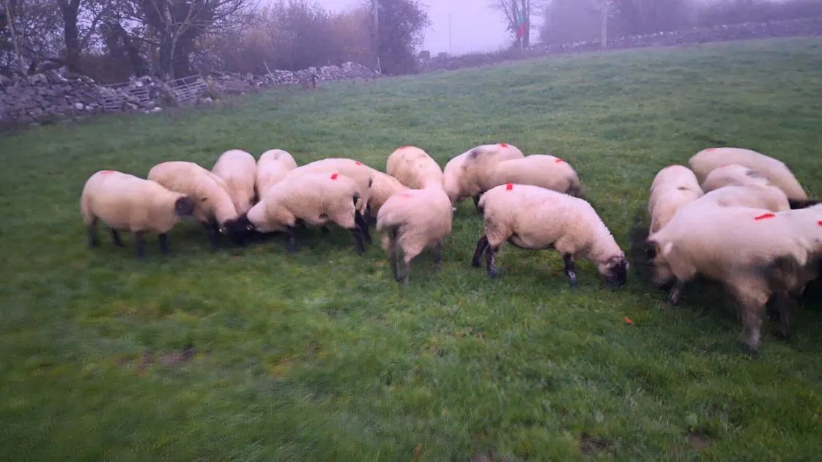 Second crop ewes for sale - Image 2
