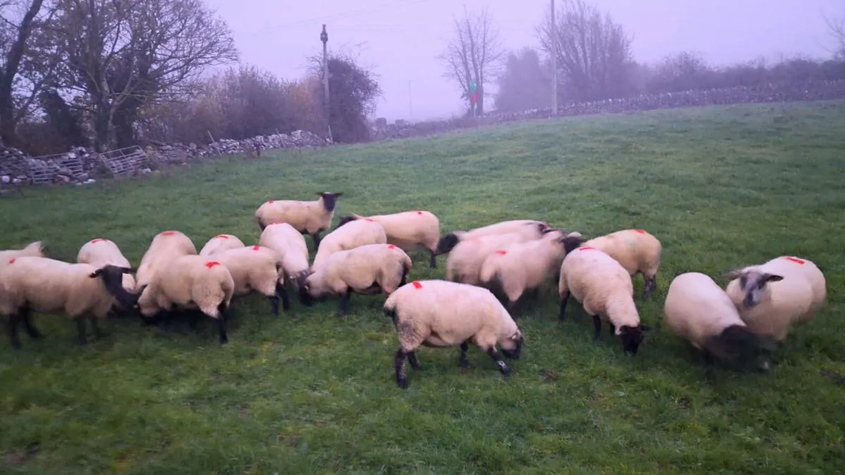 Second crop ewes for sale - Image 3