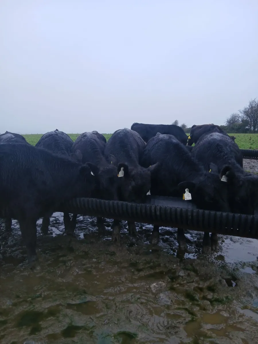 Angus weanlings - Image 1