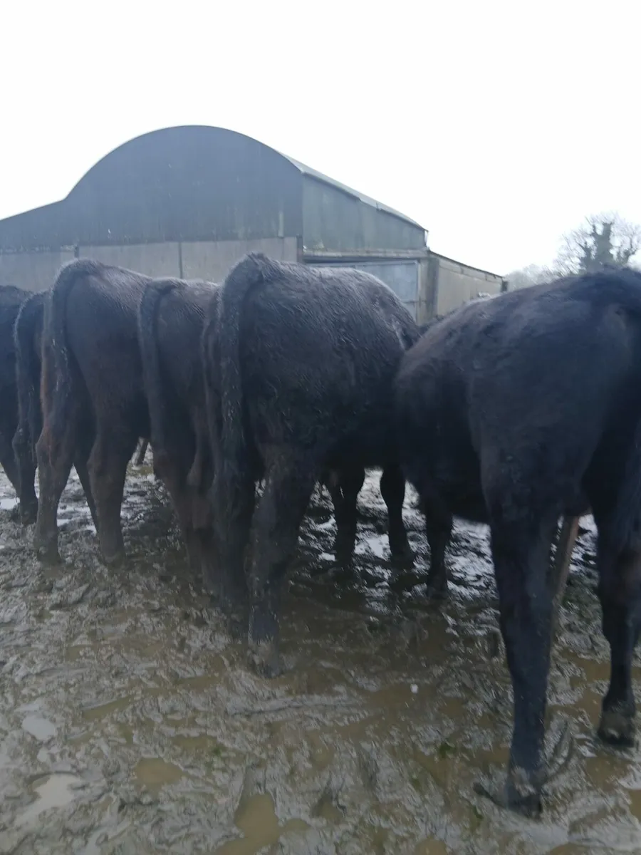 Angus weanlings - Image 3