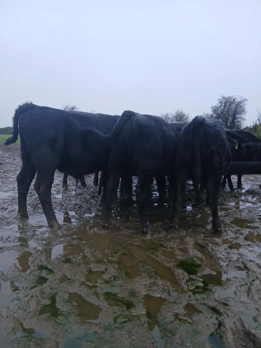 Angus weanlings - Image 4