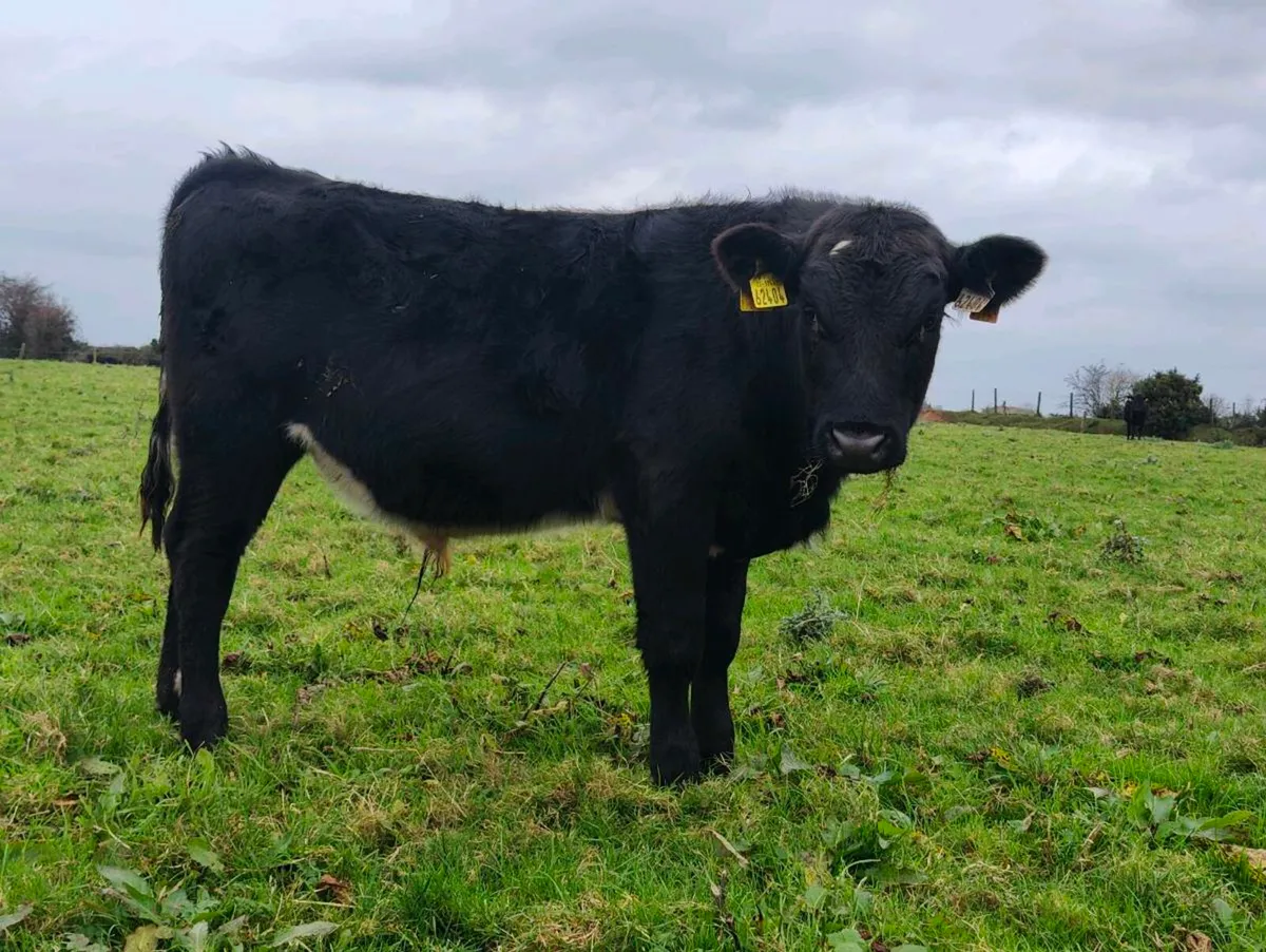 Angus weanlings - Image 2