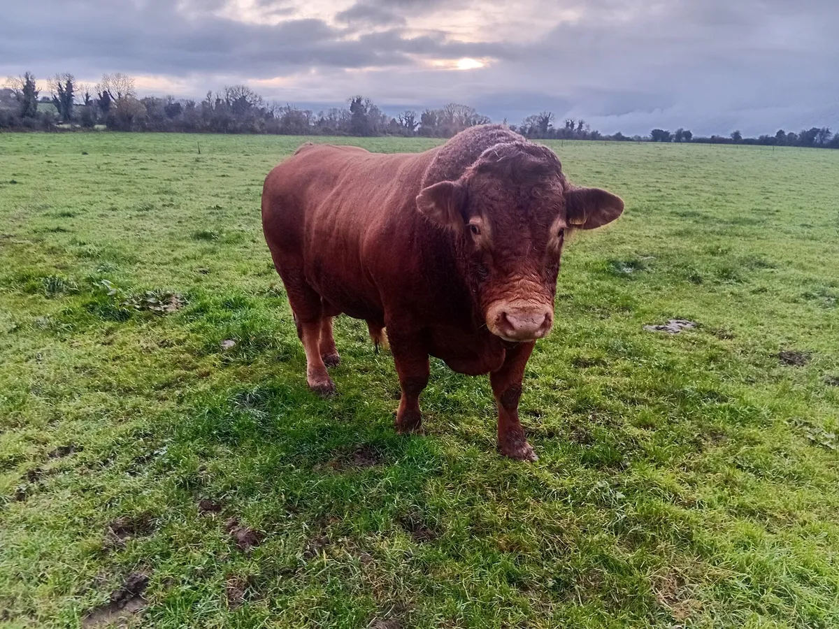 Limousine Bull - Image 1