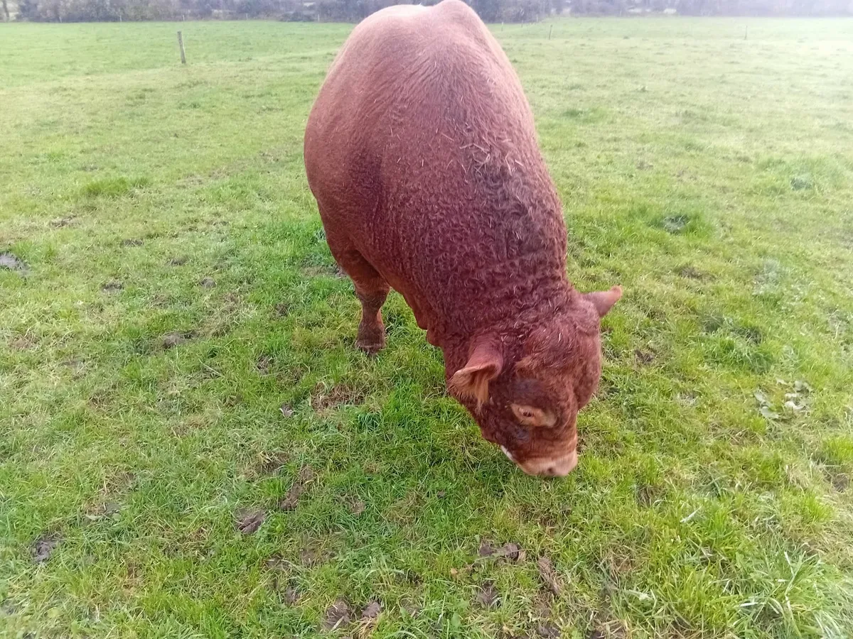 Limousine Bull - Image 2