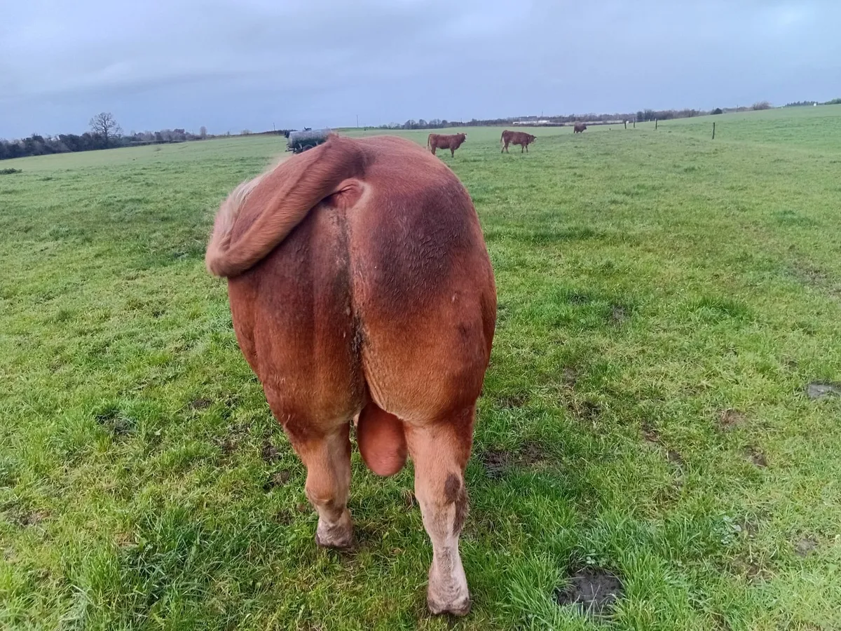 Limousine Bull - Image 3