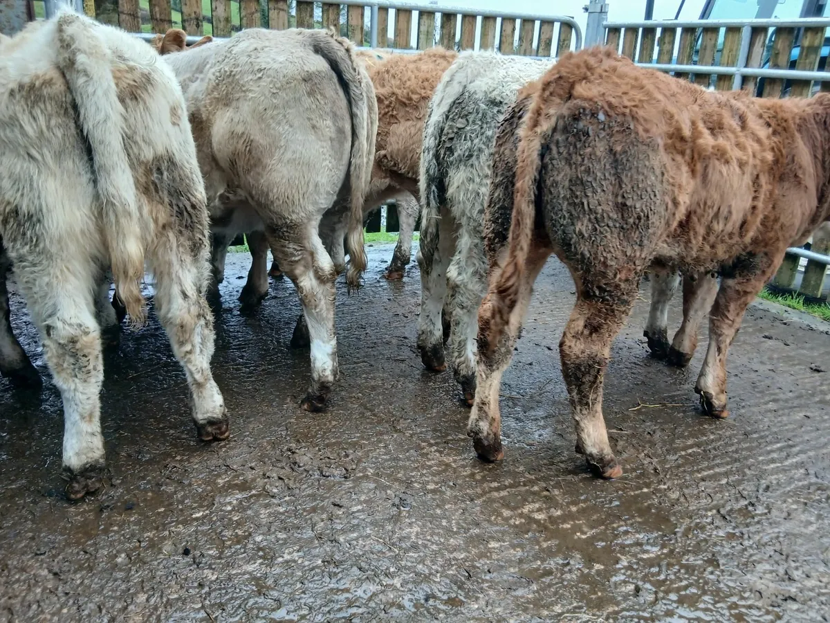 10 super heifers - Image 1