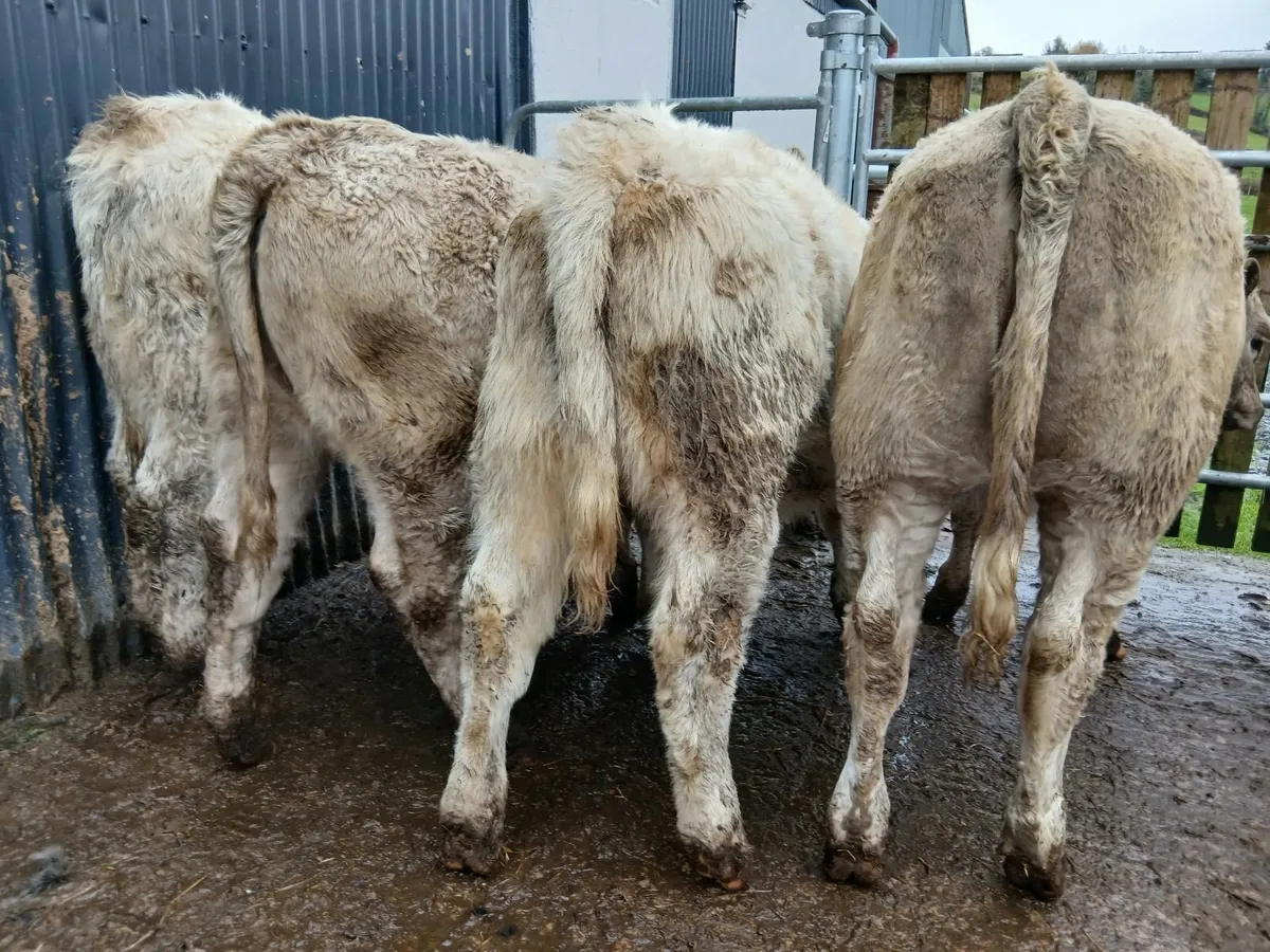 10 super heifers - Image 2