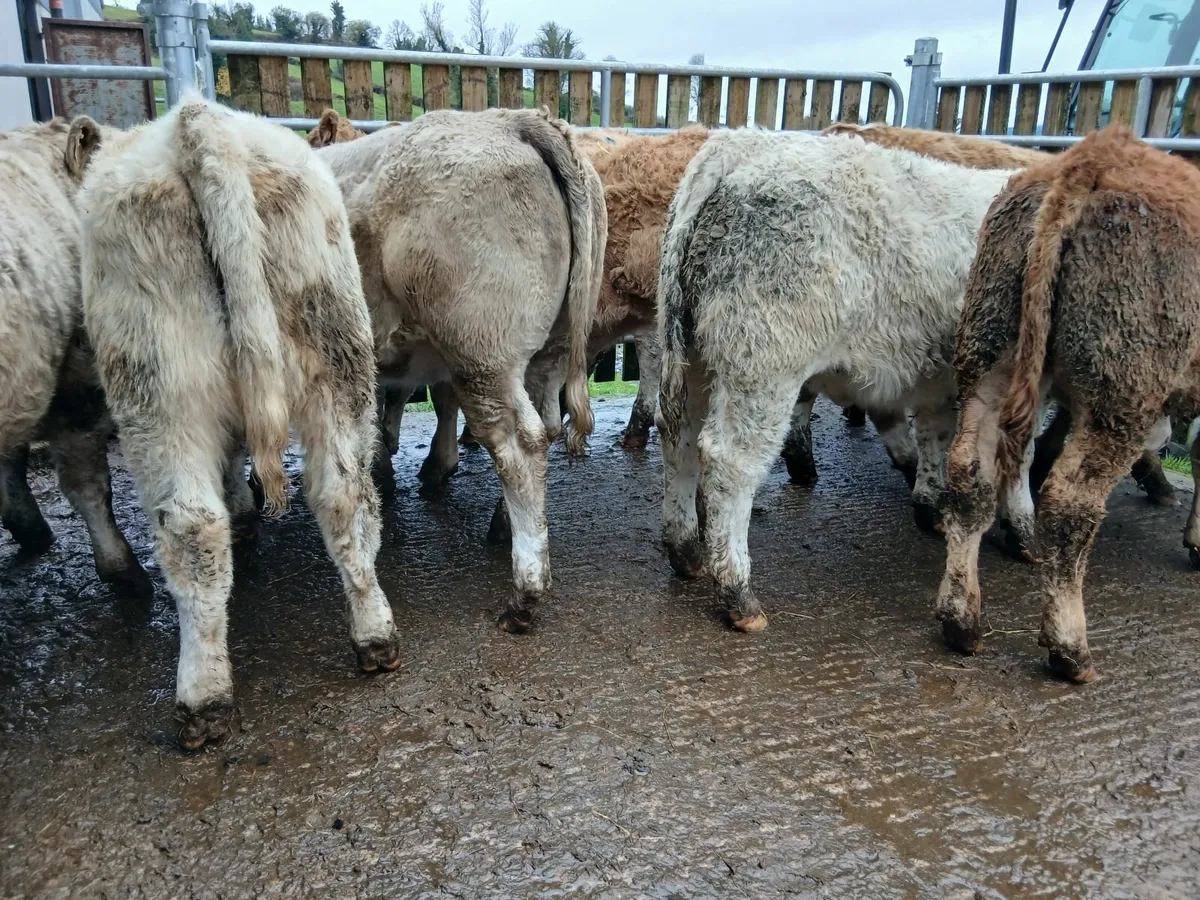 10 super heifers - Image 3