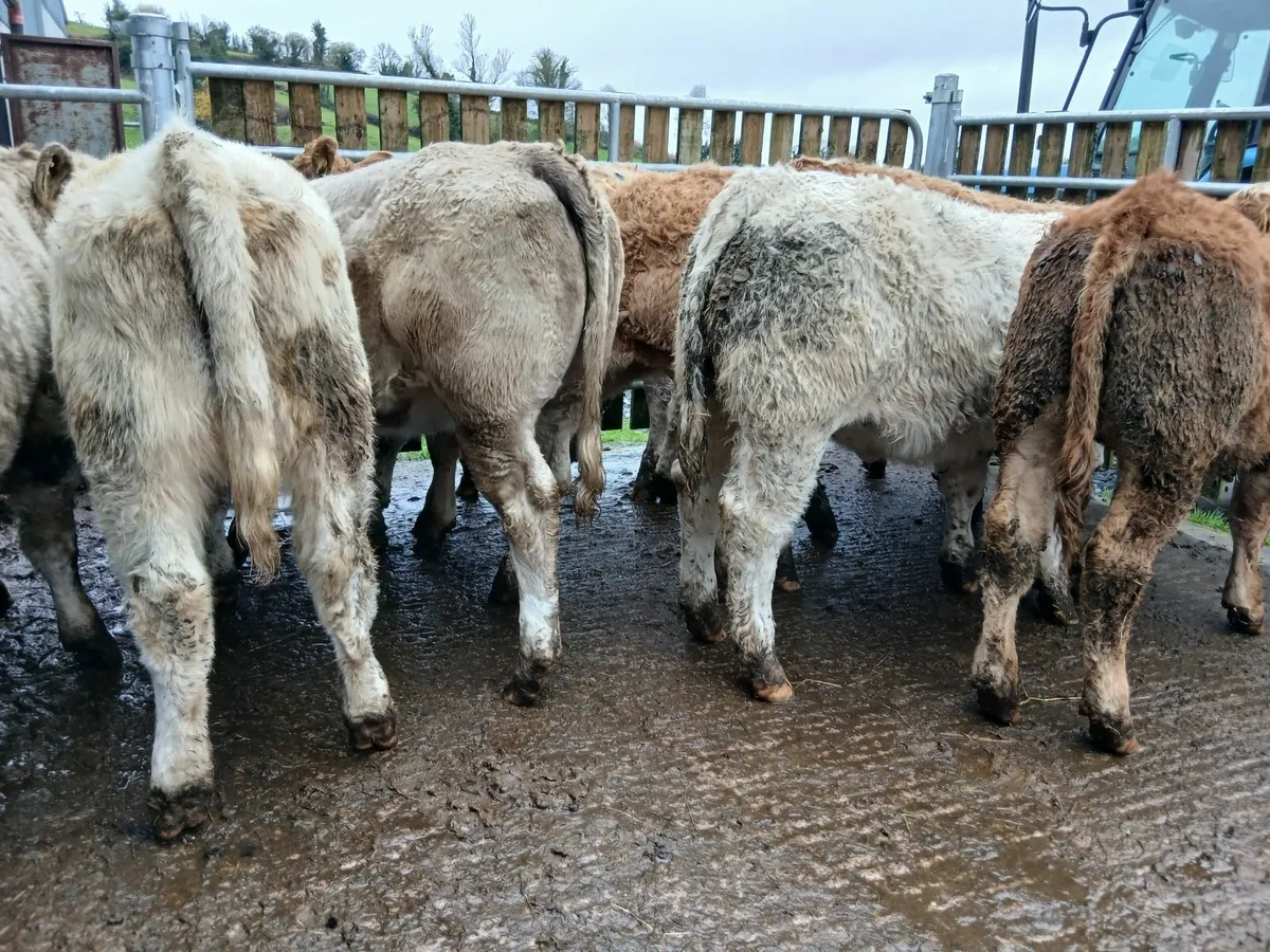10 super heifers - Image 4