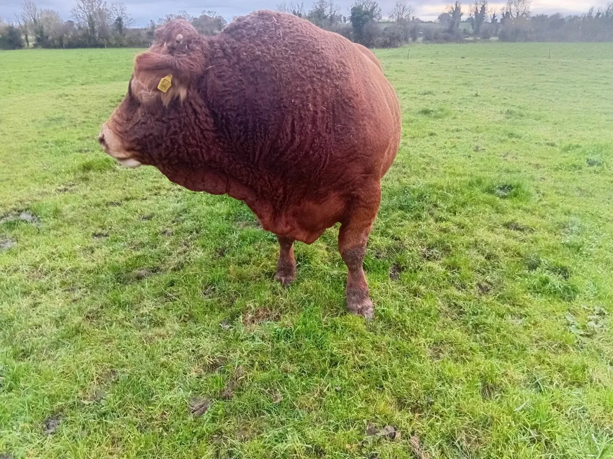 Limousine Bull - Image 4