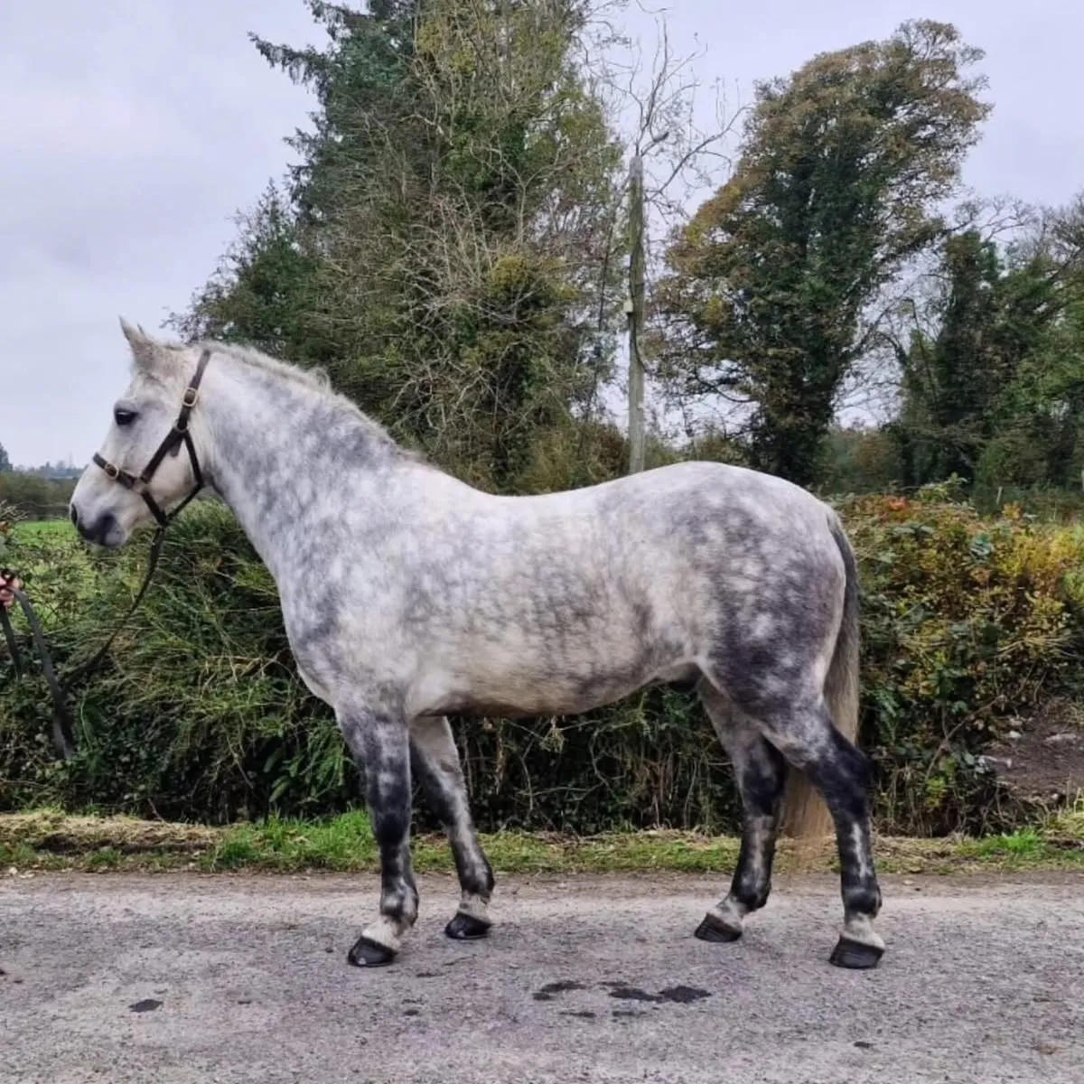 Connemara Gelding 15.2 - Image 1