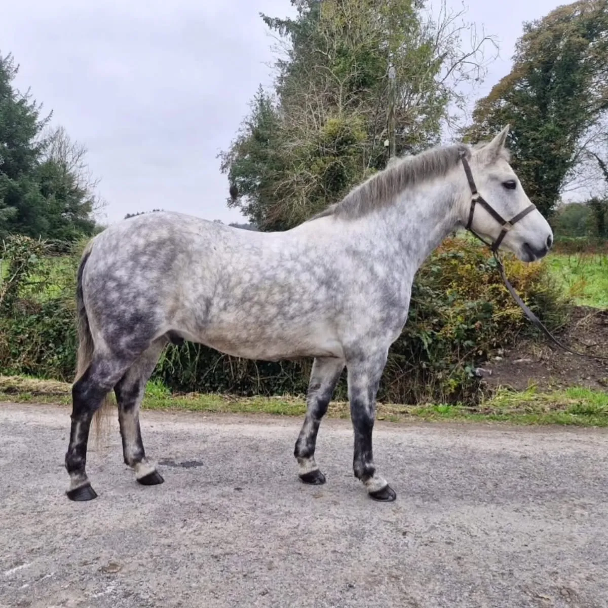 Connemara Gelding 15.2 - Image 2