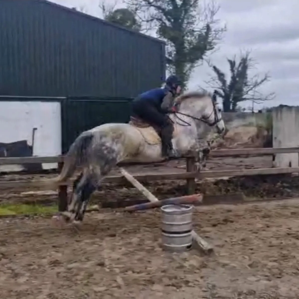 Connemara Gelding 15.2 - Image 3