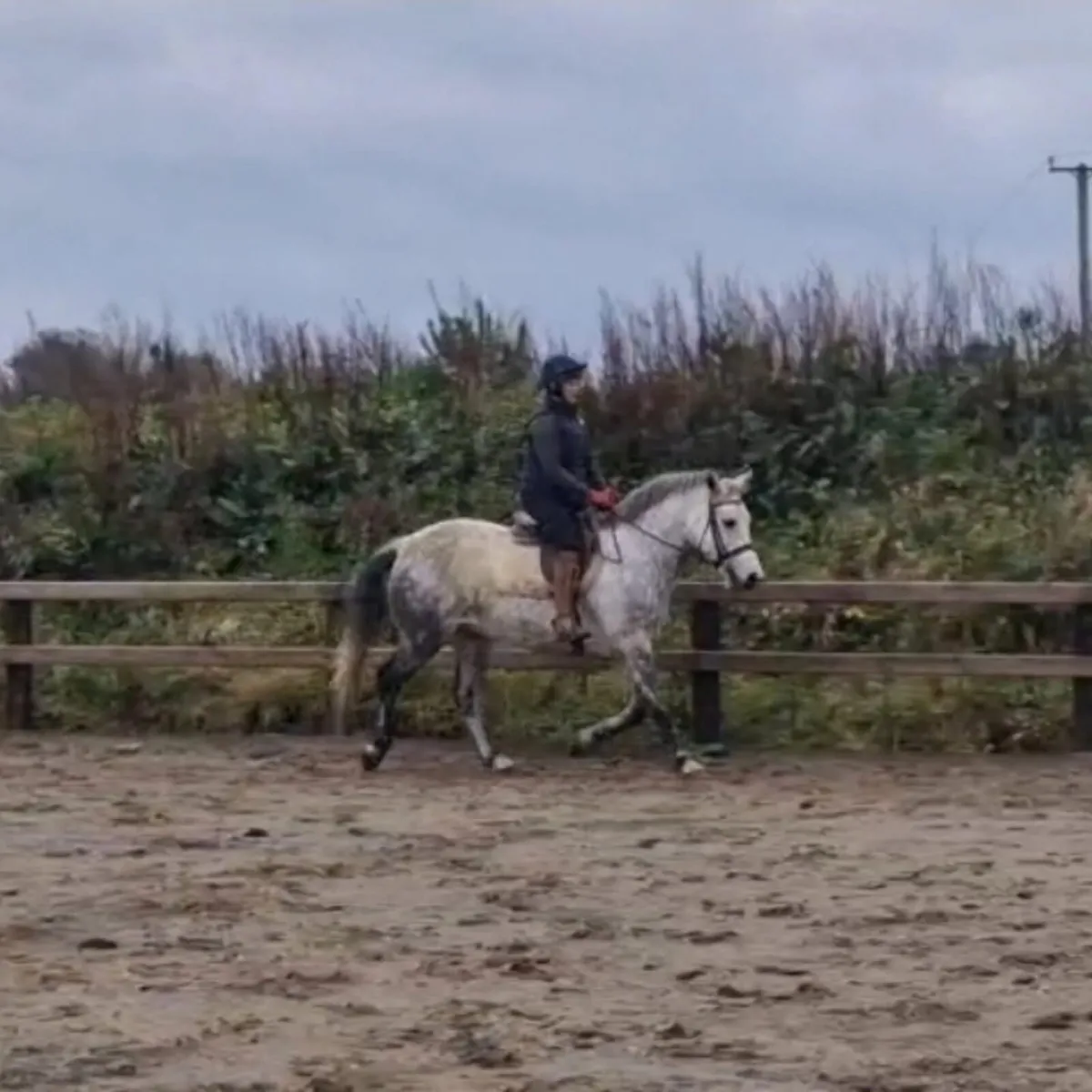 Connemara Gelding 15.2 - Image 4