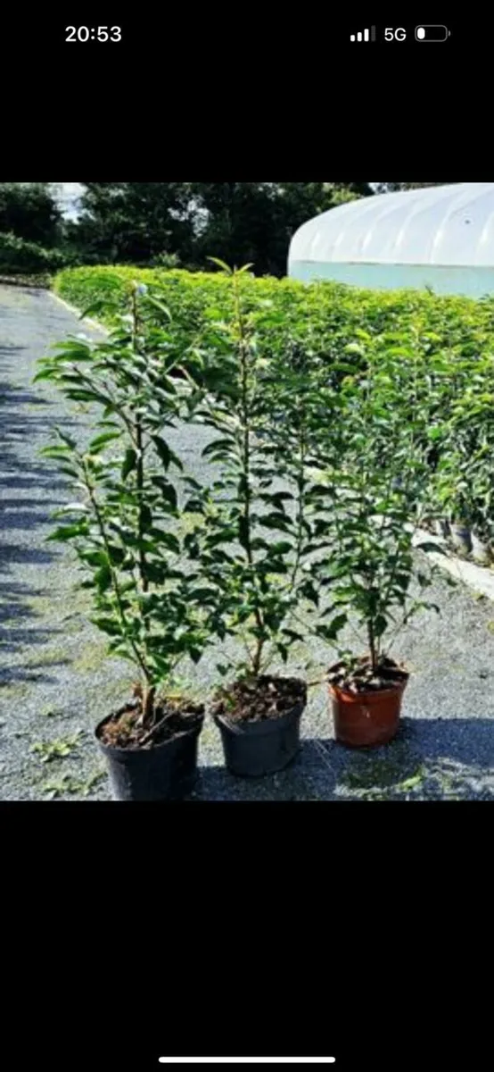 Portuguese Laurel Hedging 50-70cm 3ltr pots - Image 3