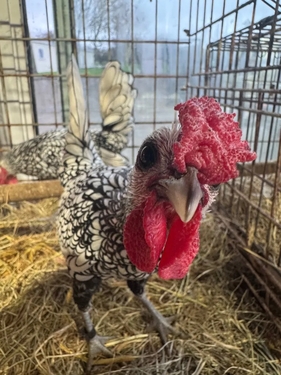 Silver Sebright Roosters - Image 2