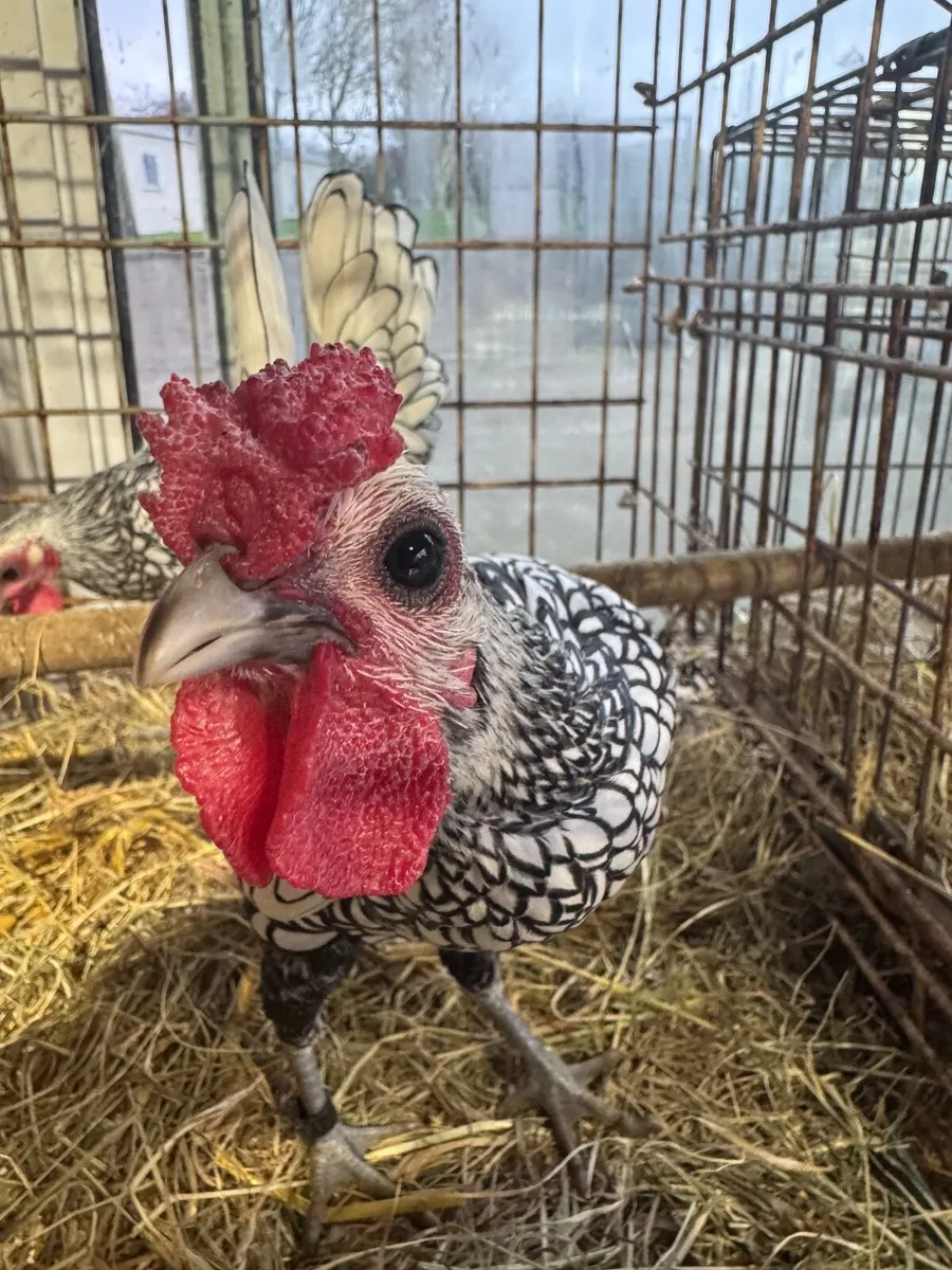Silver Sebright Roosters - Image 1