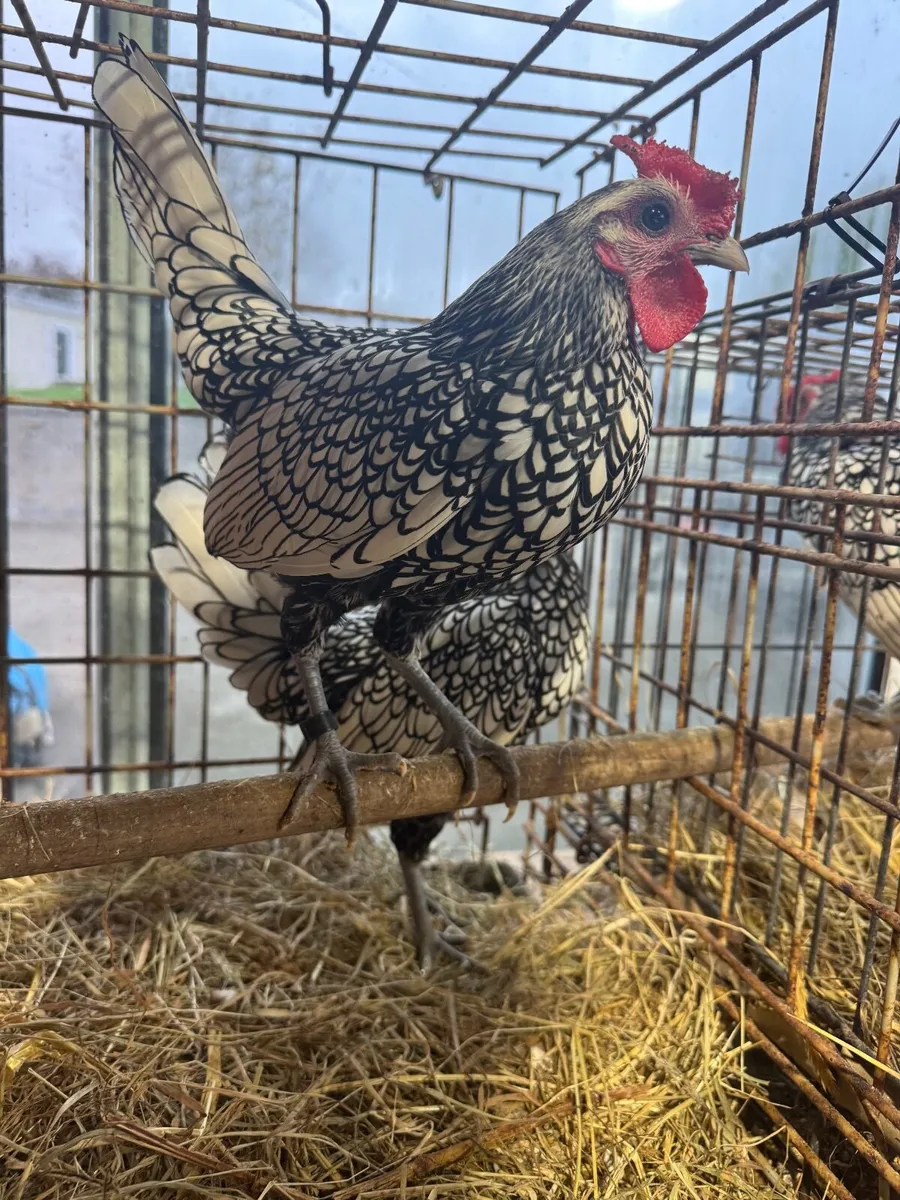 Silver Sebright Roosters - Image 3