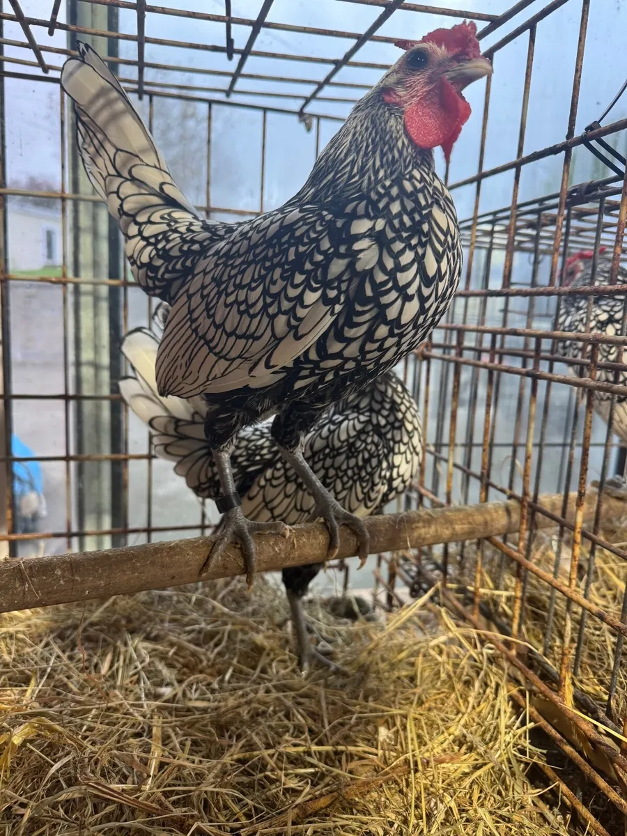 Silver Sebright Roosters - Image 4