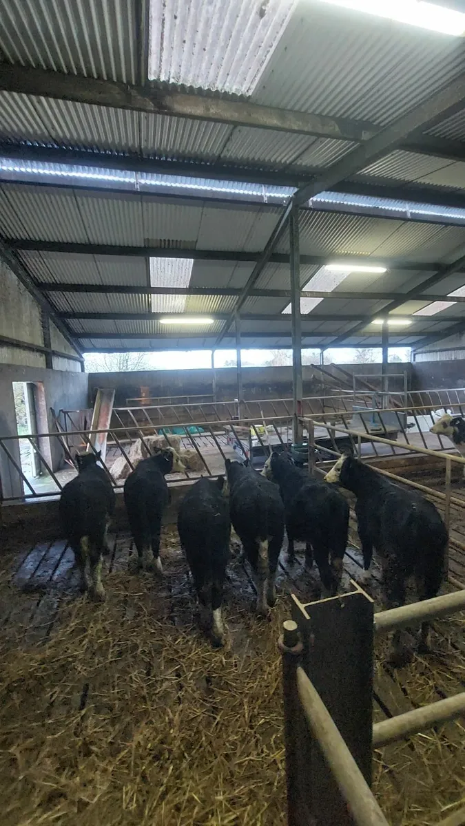 Weanling Heifers - Image 3