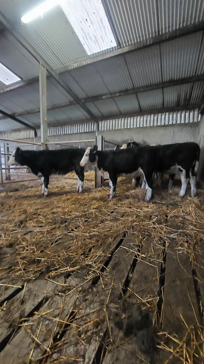 Weanling Heifers - Image 4