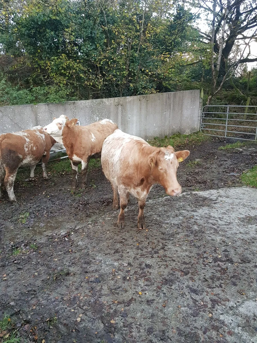17 SPRINGING HEIFERS, MILFORD MART SATURDAY 8 - Image 2