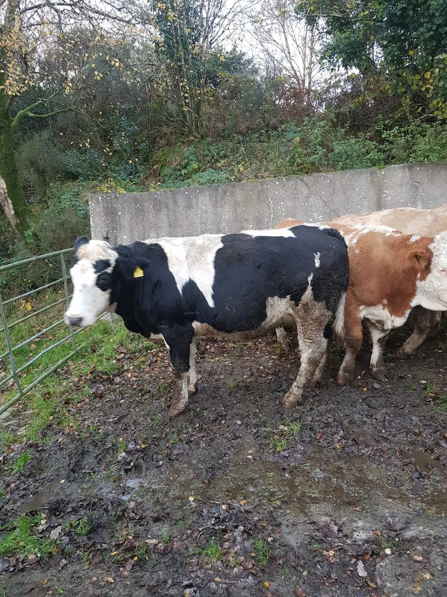 17 SPRINGING HEIFERS, MILFORD MART SATURDAY 8 - Image 4