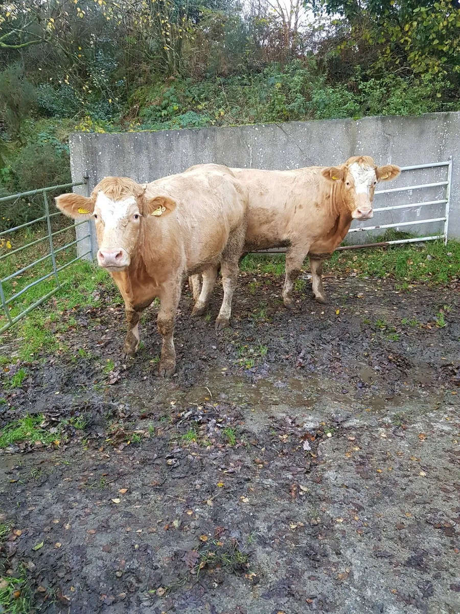 17 SPRINGING HEIFERS, MILFORD MART SATURDAY 8 - Image 1