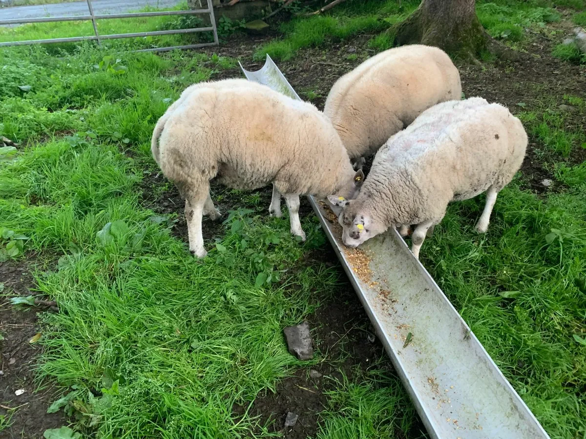 Beltex rams and  ewes - Image 1