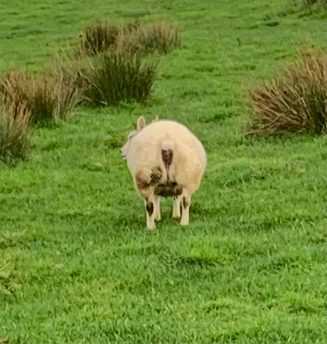 Beltex rams and  ewes - Image 2