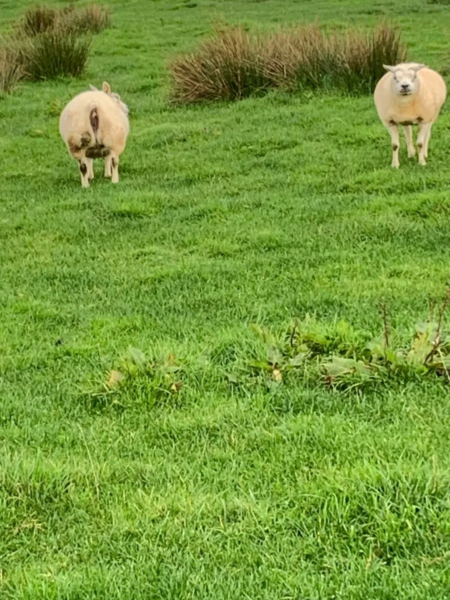Beltex rams and  ewes - Image 3