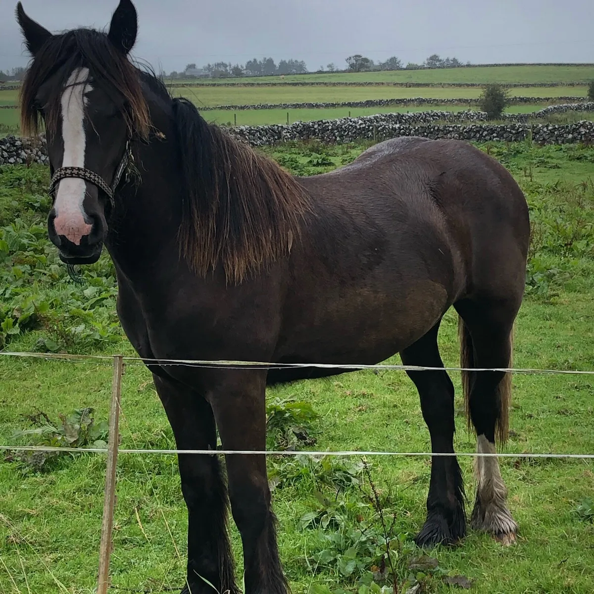 Year and half  fillies - Image 4