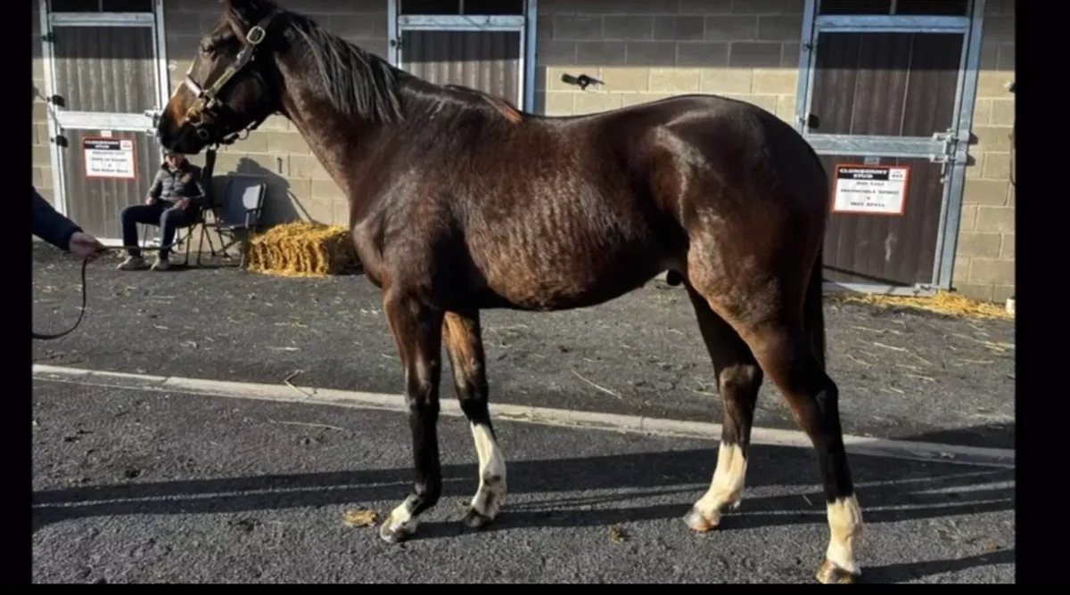 Thoroughbred yearling