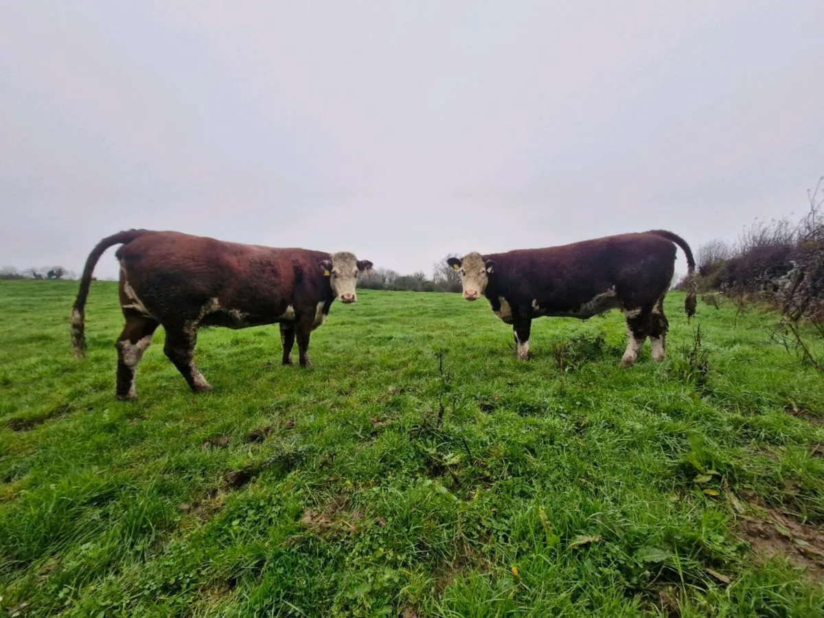 Heifer cow - Image 1