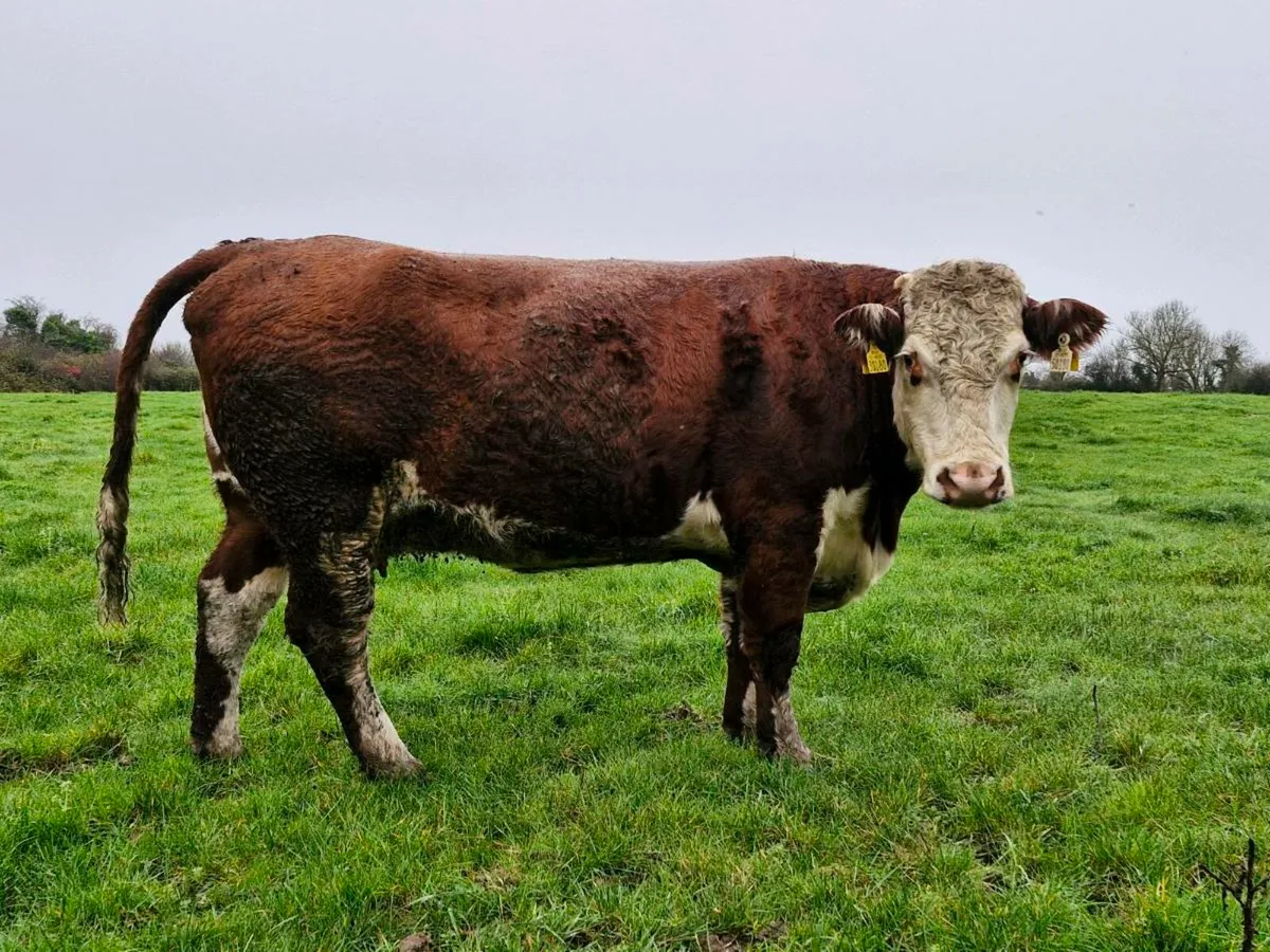Heifer cow - Image 2