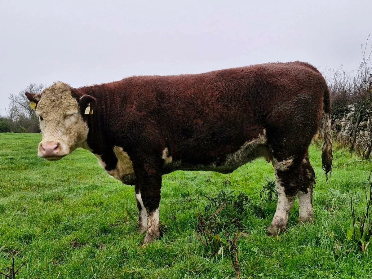 Heifer cow - Image 3
