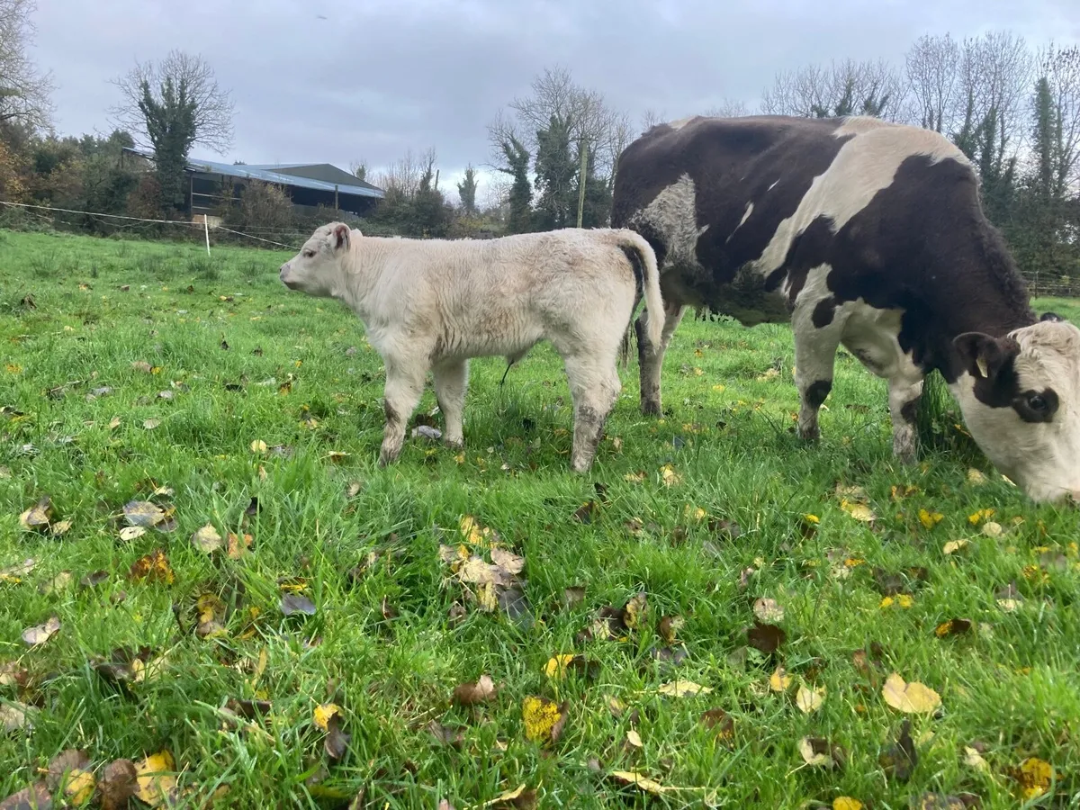 CF52 x Pirate pedigree heifer calf & recipient - Image 3