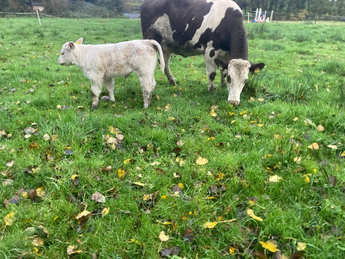 CF52 x Pirate pedigree heifer calf & recipient - Image 4