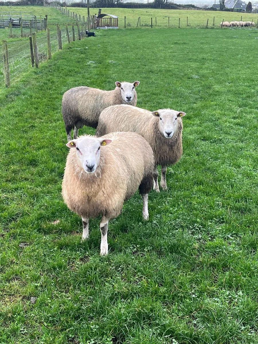 Belclare Ram Lambs - Image 1