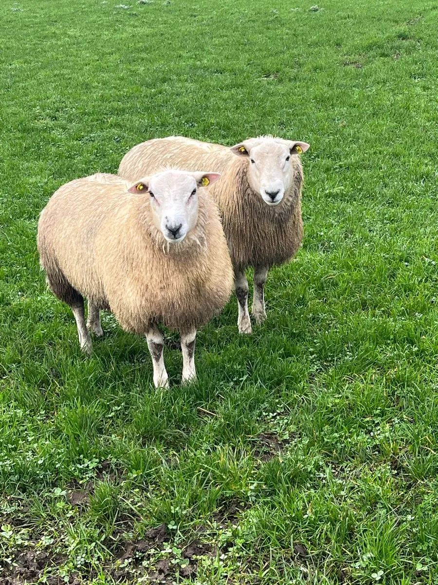 Belclare Ram Lambs - Image 2