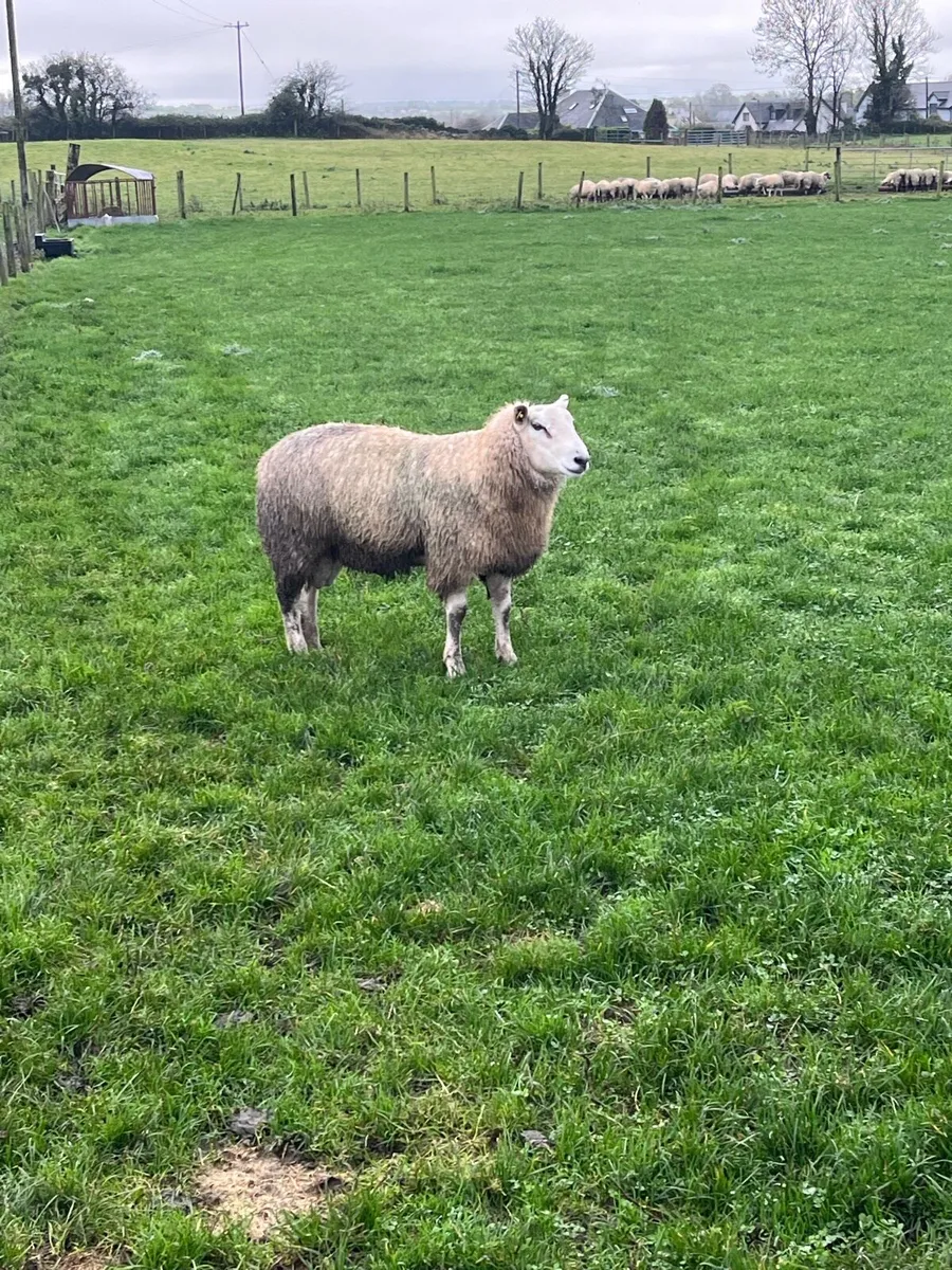 Belclare Ram Lambs - Image 3