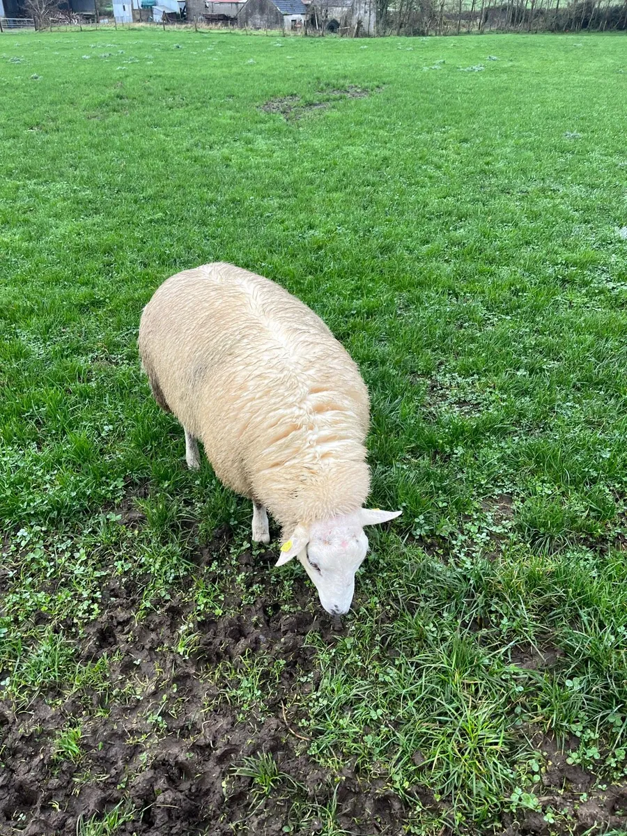 Belclare Ram Lambs - Image 4