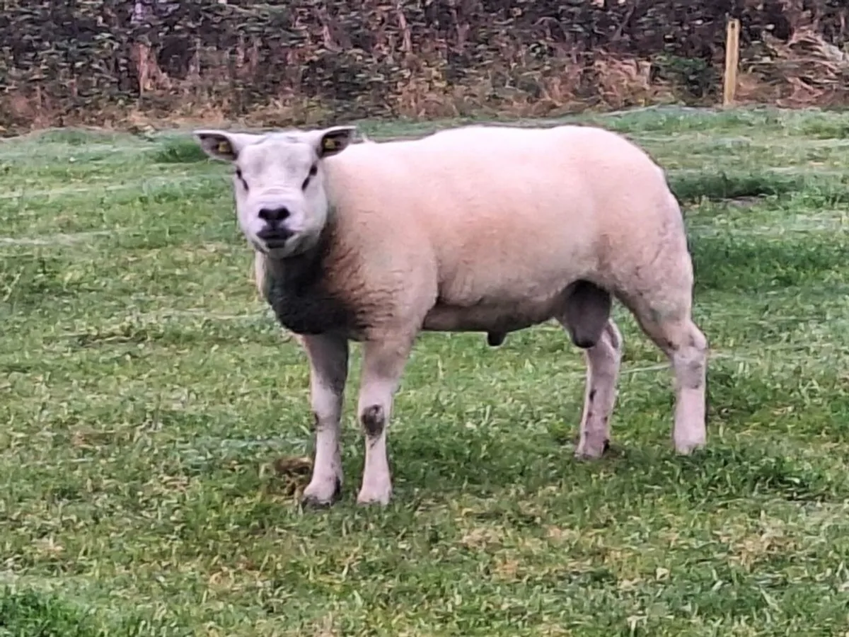 Texel ram - Image 1