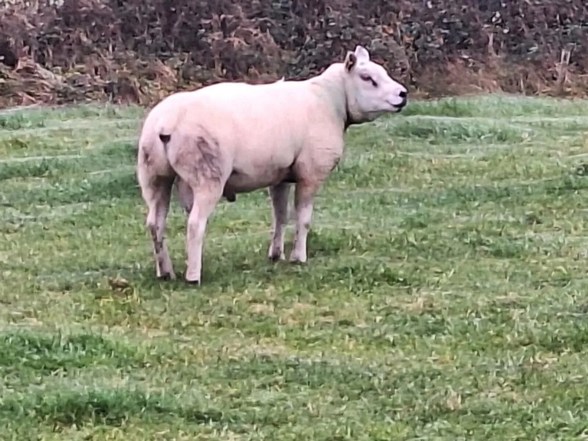 Texel ram - Image 3