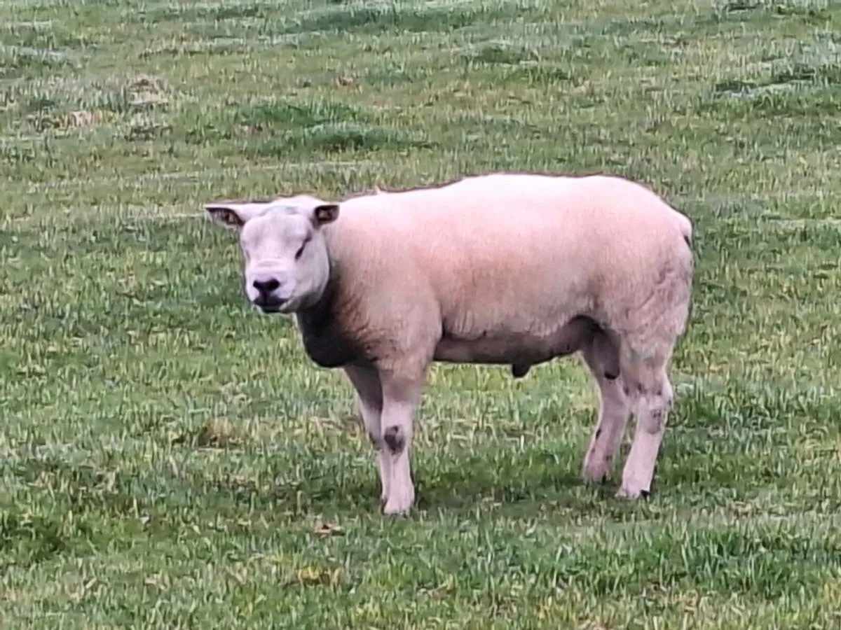 Texel ram - Image 4